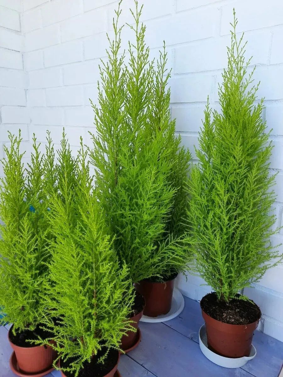 你家适合养盆栽香松吗如果没法满足这几个条件叶子很容易枯萎