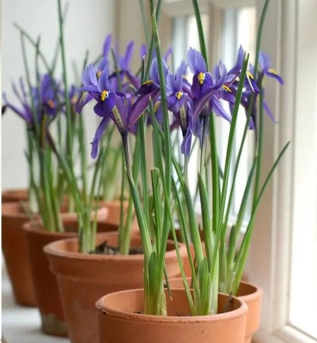 鸢尾养殖方法网脉鸢尾开花整齐,株型小巧,几乎不占空间,非常适合盆栽