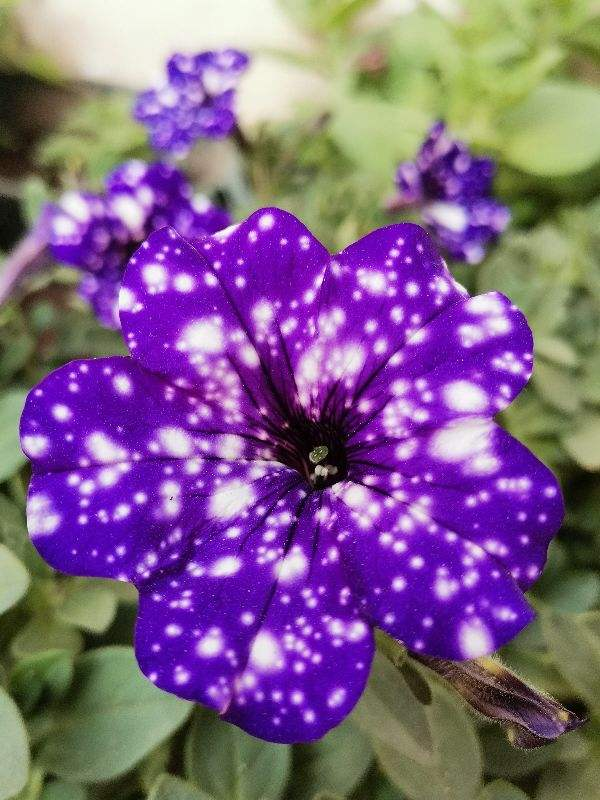 网红品种"星空矮牵牛",优点缺点一样多,你养过吗|矮牵牛|星空|优点