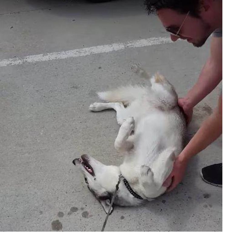 狗狗遛弯还没遛尽兴听到铲屎官召唤它立马倒地撒娇像个孩子