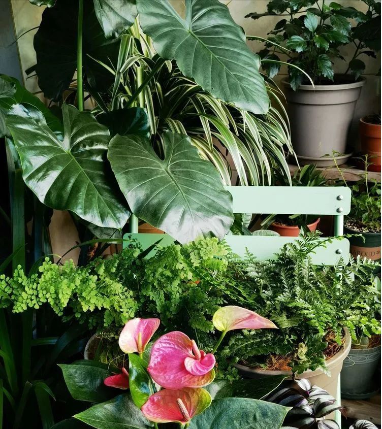 6㎡封闭阳台造花园,1寸空间也不浪费,不出门也能看风景|阳台|植物