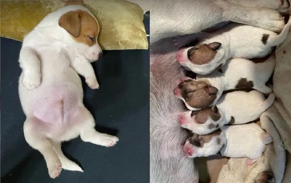 小奶狗梦中还不忘喝“空气奶”，还不忘用爪爪踩奶...也太可爱了吧！休闲区蓝鸢梦想 - Www.slyday.coM