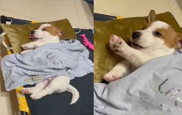 小奶狗梦中还不忘喝“空气奶”，还不忘用爪爪踩奶...也太可爱了吧！休闲区蓝鸢梦想 - Www.slyday.coM