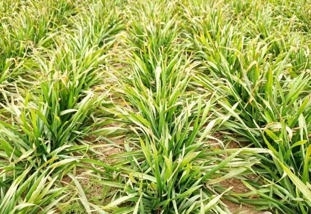 小麦 玉米 水稻 大豆 马铃薯 油菜 棉花除草技术大全 水稻 新浪新闻