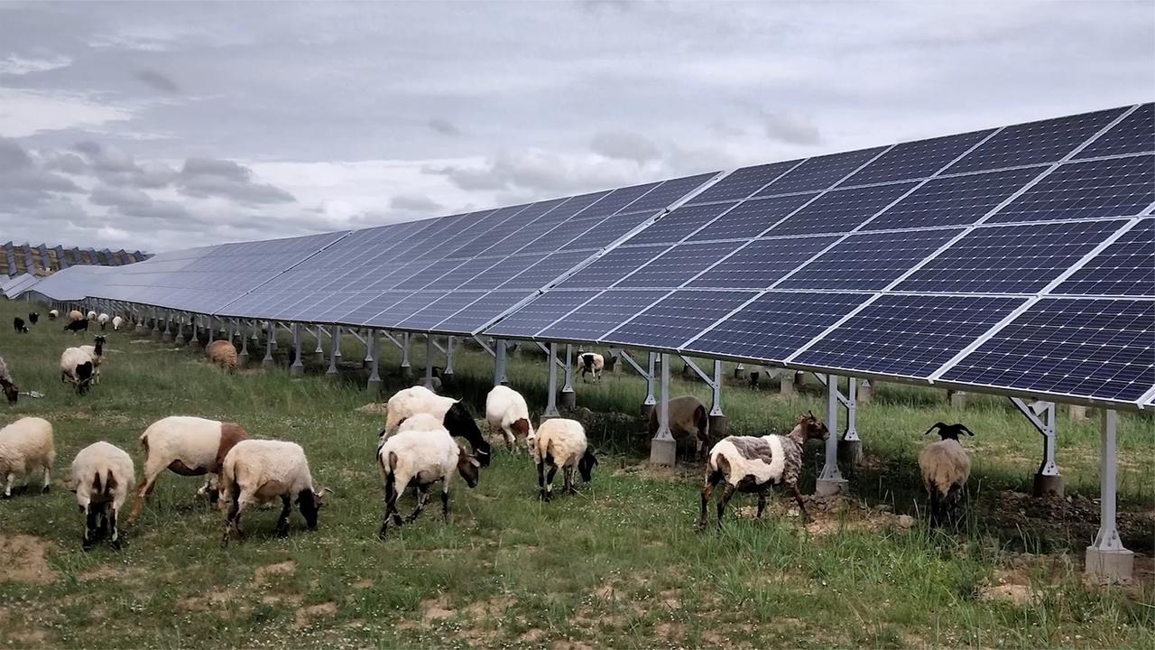 风吹草低现"光伏羊",网红羊如何牵出共同富裕大文章