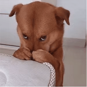 九价都有黄牛了你愿意当韭菜还是选同样很香的二价呢