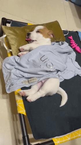 小奶狗梦中还不忘喝“空气奶”，还不忘用爪爪踩奶...也太可爱了吧！休闲区蓝鸢梦想 - Www.slyday.coM