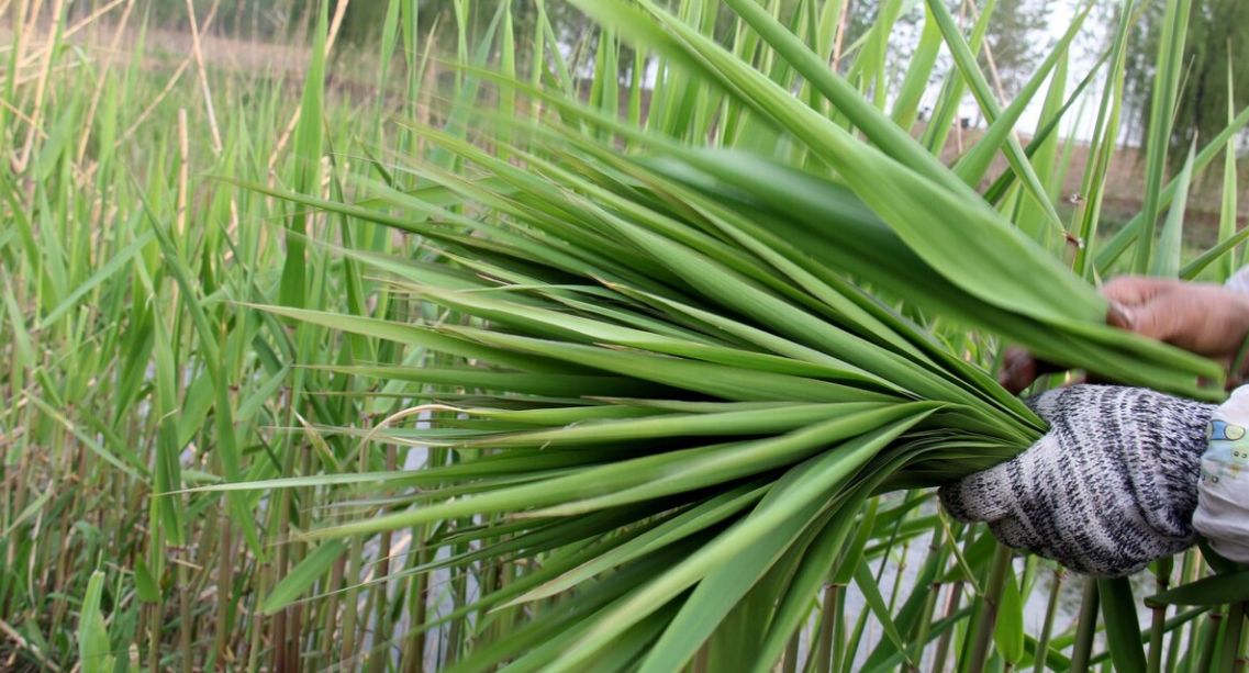 粽叶|箬竹|粽子_新浪新闻