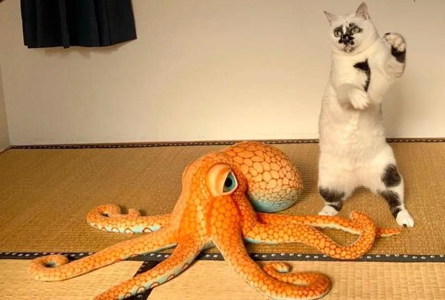 这只猫咪长得一言难尽,可这组猫猫大战章鱼组图却为它圈粉无数|猫咪|