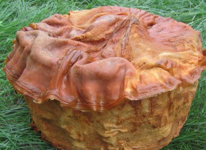 农妇从河里打捞上“一团肉”,用水煮后越长越大,居然是传说中的休闲区蓝鸢梦想 - Www.slyday.coM 农妇从河里打捞上“一团肉”,用水煮后越长越大,居然是传说中的休闲区蓝鸢梦想 - Www.slyday.coM