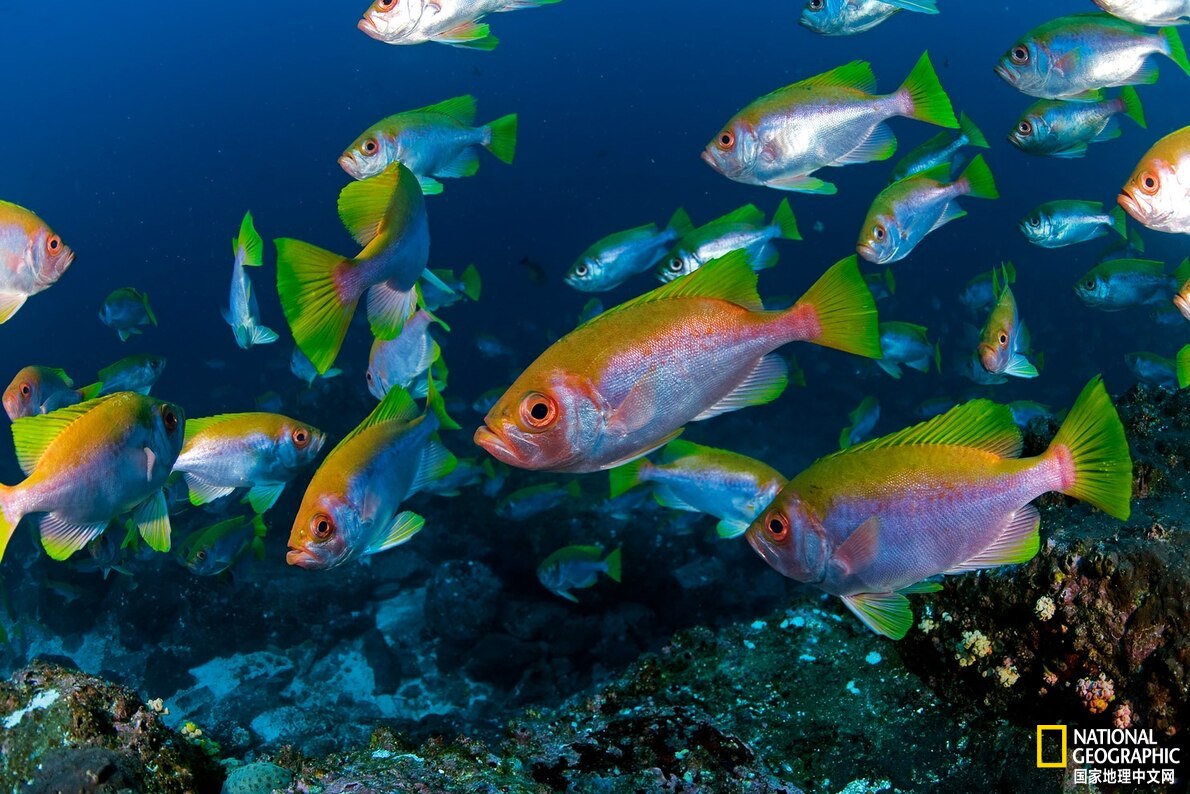 国家地理|科科斯|捕鱼_新浪新闻