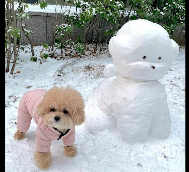 主人堆了个和狗狗一模一样的雪人,它面无表情看着:想取代我吗?休闲区蓝鸢梦想 - Www.slyday.coM 主人堆了个和狗狗一模一样的雪人,它面无表情看着:想取代我吗?休闲区蓝鸢梦想 - Www.slyday.coM