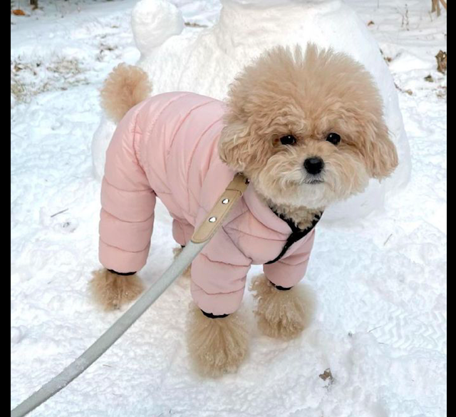 主人堆了个和狗狗一模一样的雪人,它面无表情看着:想取代我吗?休闲区蓝鸢梦想 - Www.slyday.coM 主人堆了个和狗狗一模一样的雪人,它面无表情看着:想取代我吗?休闲区蓝鸢梦想 - Www.slyday.coM