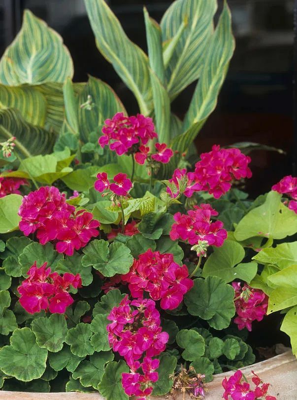 10种适合养阳台上的盆栽草本花卉,半阴或全日照都有合适的品种|花卉