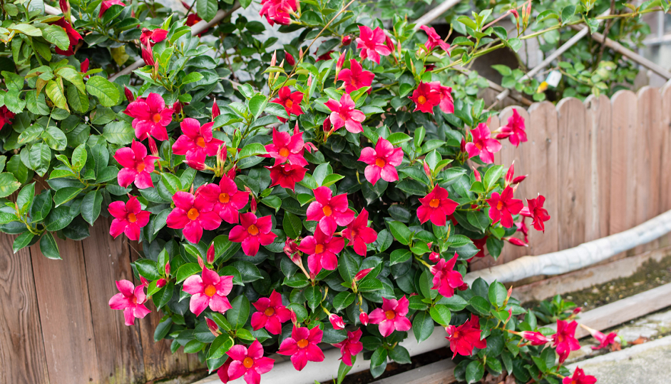 种一盆飘香藤,开花如小喇叭,量大色艳,管理简单,值得新人试试|飘香藤