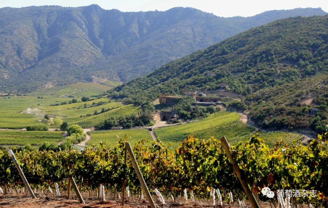 科查瓜谷(colchagua valley)2021年份的葡萄酒平衡感好,产量比2020年