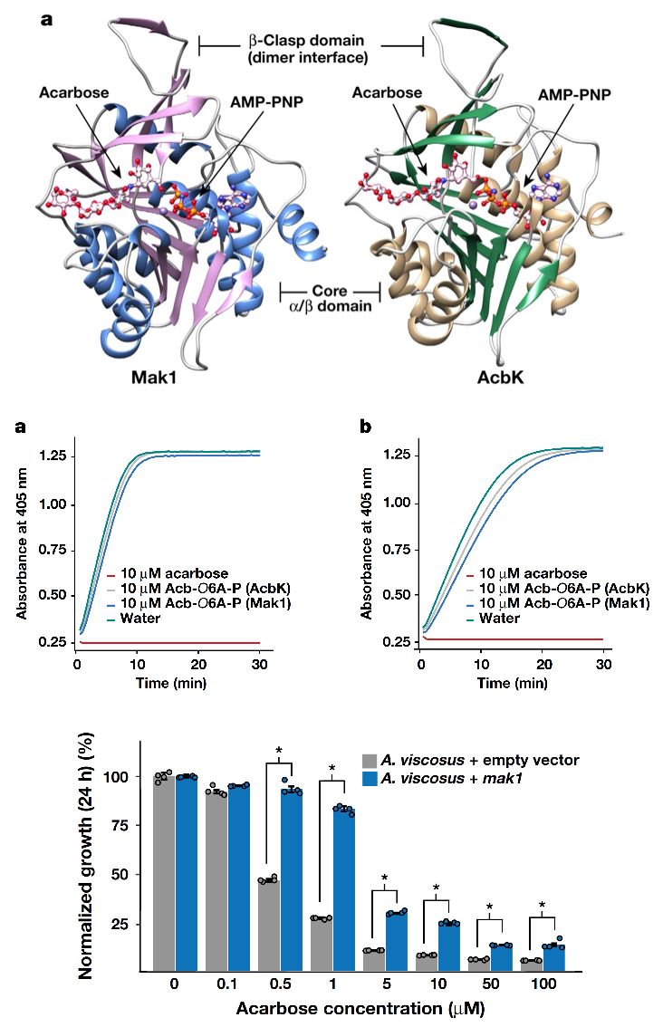 《自然》：肠菌“钝化”降糖药！科学家首次发现，口腔和肠道中特定微生物为了生存，能表达让阿卡波糖失活的酶丨科学大发现休闲区蓝鸢梦想 - Www.slyday.coM