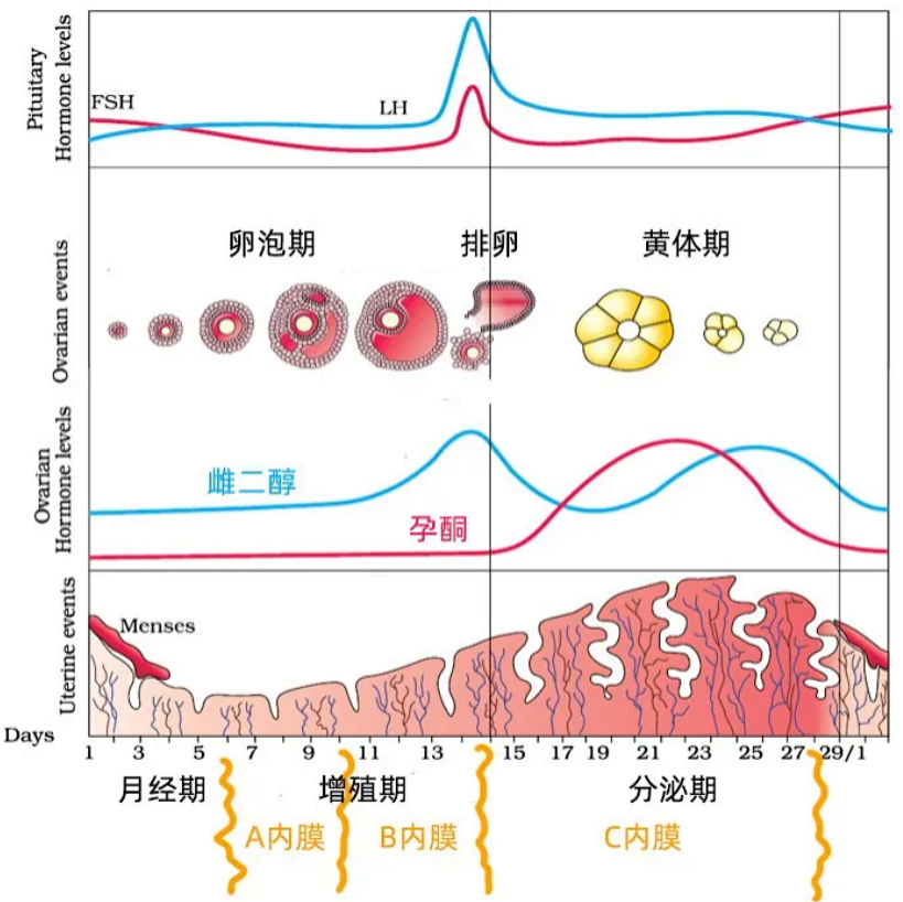 子宫内膜厚度是指测量内膜基底层与肌层交界处前壁到后壁之间的最大