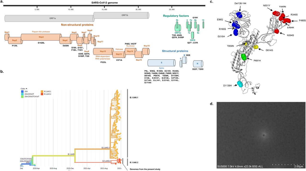 法国检测到新冠变异新毒株B.1.640.2，有46处突变休闲区蓝鸢梦想 - Www.slyday.coM