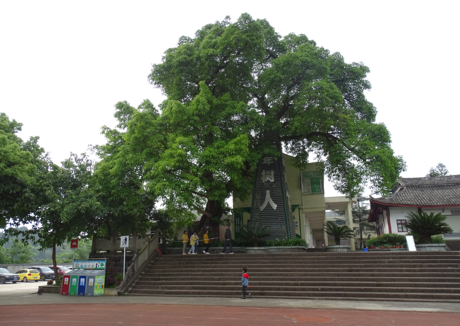 树龄最大1000年！城市古树名木，你知道重庆哪里最多吗？