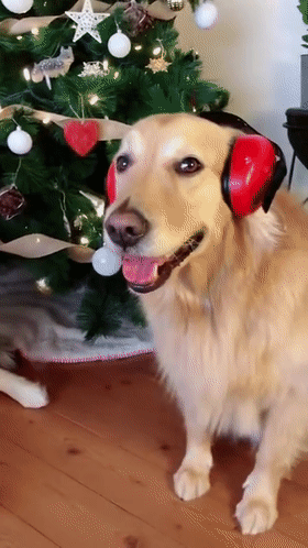 圣诞节送狗子耳机?开始不太理解,可后来.这礼物绝了!|狗_新浪新闻