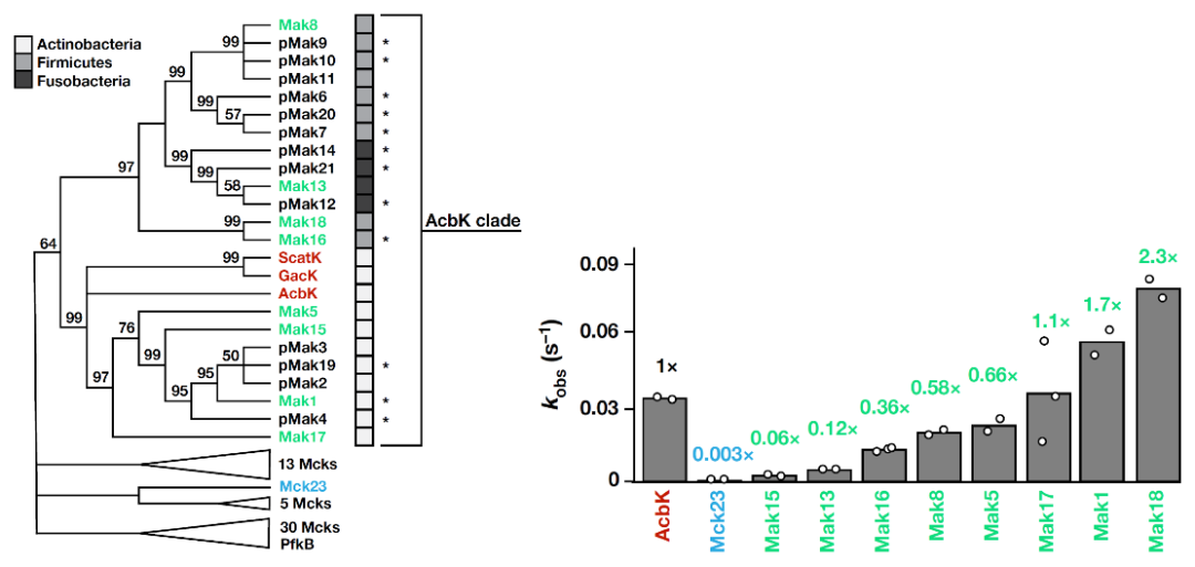 《自然》：肠菌“钝化”降糖药！科学家首次发现，口腔和肠道中特定微生物为了生存，能表达让阿卡波糖失活的酶丨科学大发现休闲区蓝鸢梦想 - Www.slyday.coM