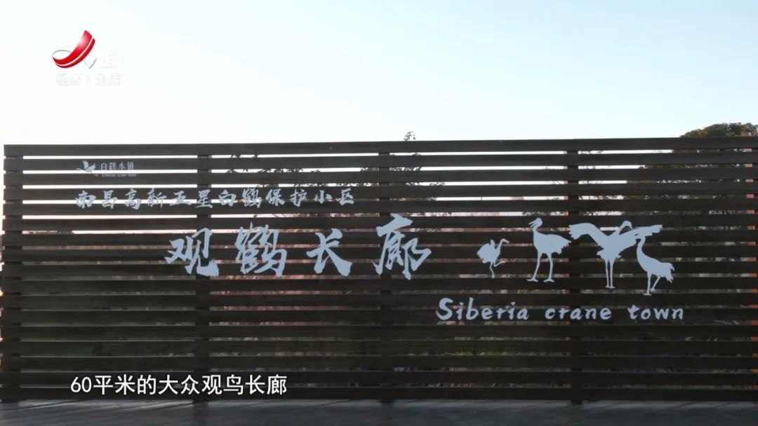 生态江西候鸟飞南昌高新五星白鹤保护小区观鸟点世界上离白鹤最近的