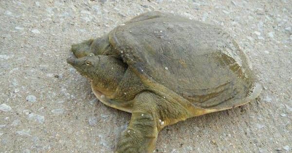 怎么辨别野生甲鱼一些小知识