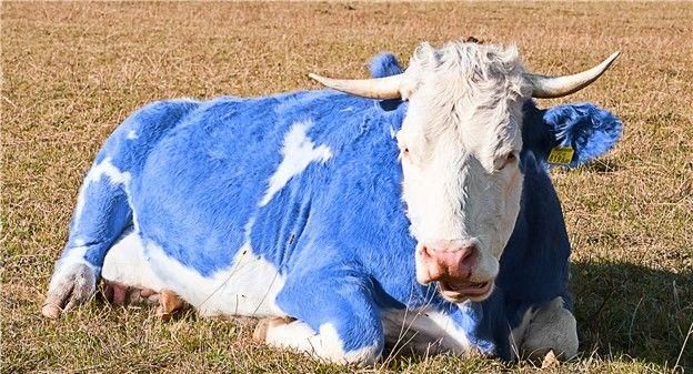 蓝牛是在海岸上进化而来的,在那里它们过着斯巴达式的生活方式,能够以