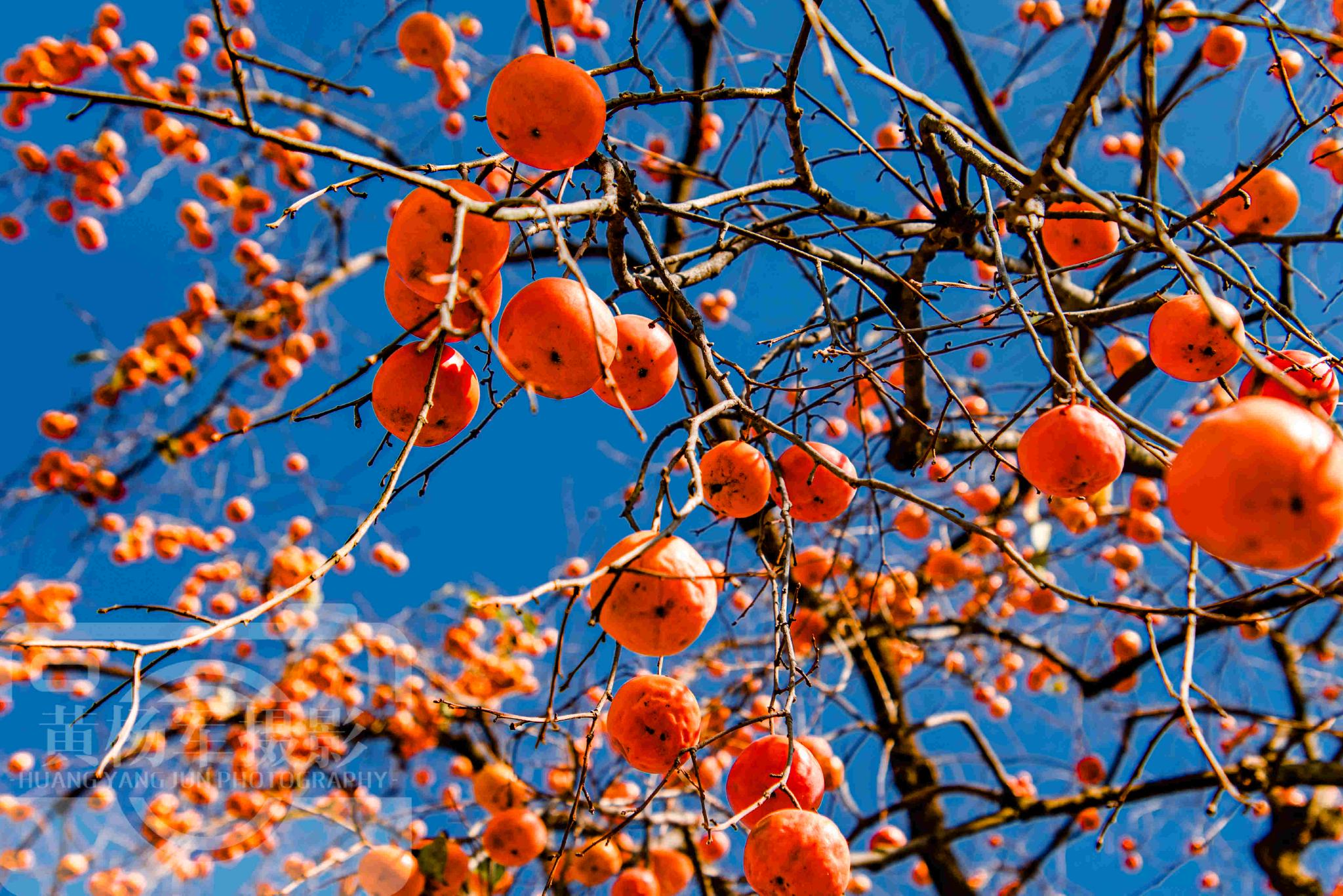 广东最适合养老的城市,四季分明山水如画,冬日柿子红火景象动人