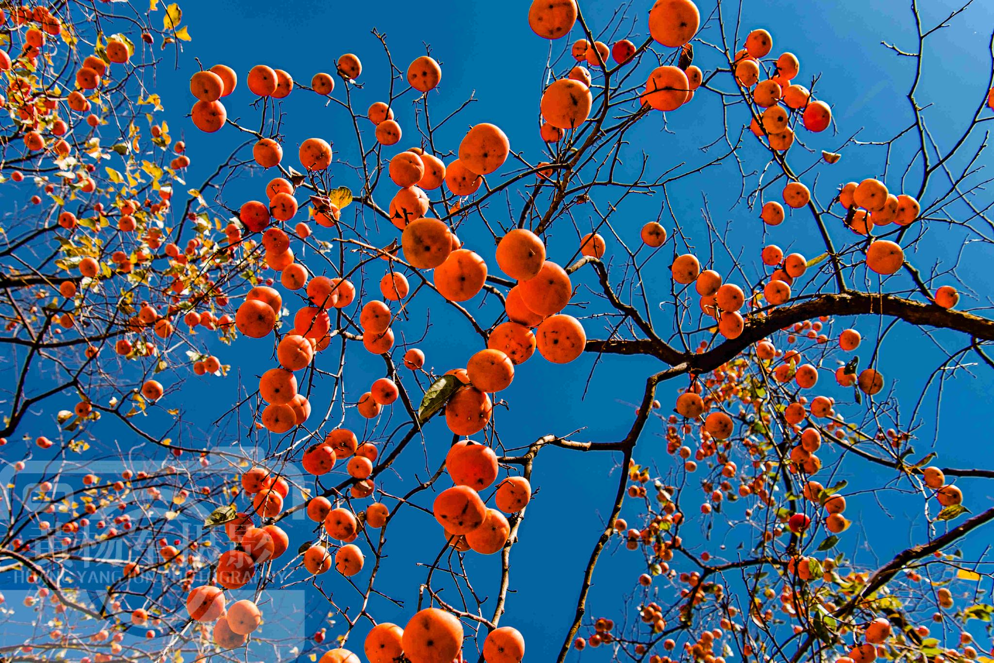 鲜艳的橘红色当然是冬天的柿子所独有的,而且还是这个季节最生动,最