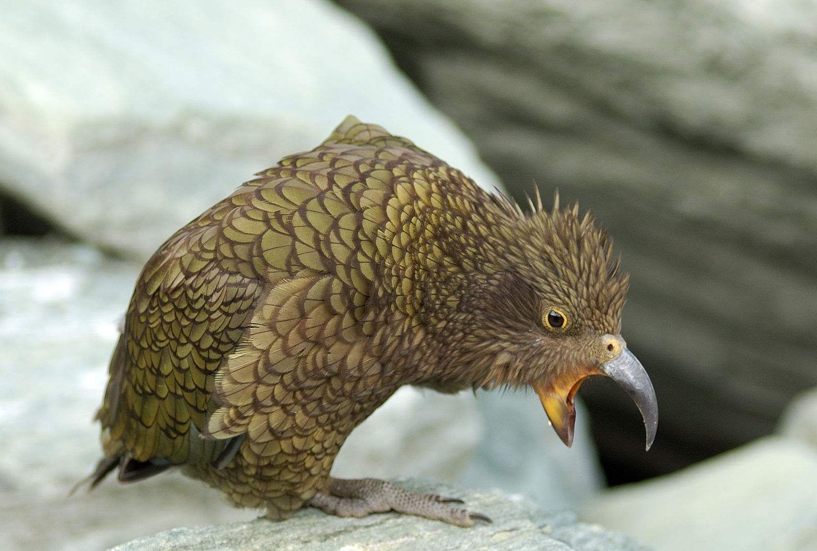 惹恼牧民的大鹦鹉啄羊鹦鹉是如何从高山精灵沦为啄羊恶棍的