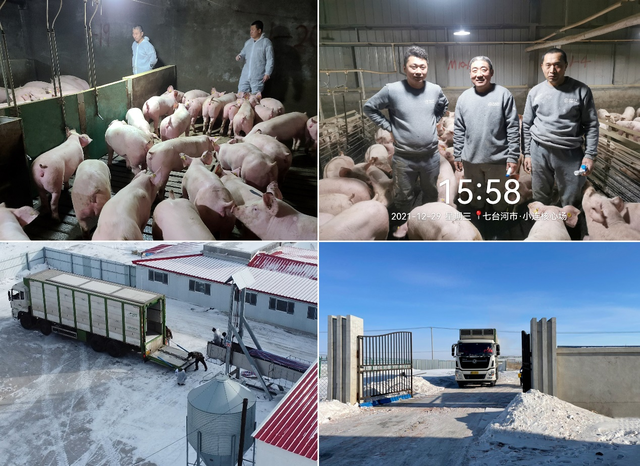 新年开门红4920头天兆法系种猪成功交付