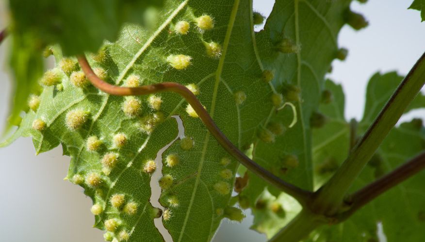 发现葡萄叶片上有一些让人肉麻的小点点,是该注意,可是虫害|瘿螨|叶片
