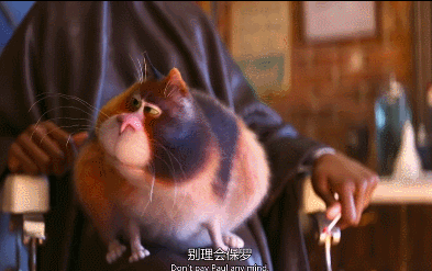 《心灵奇旅》中的猫猫,好想抱回家啊