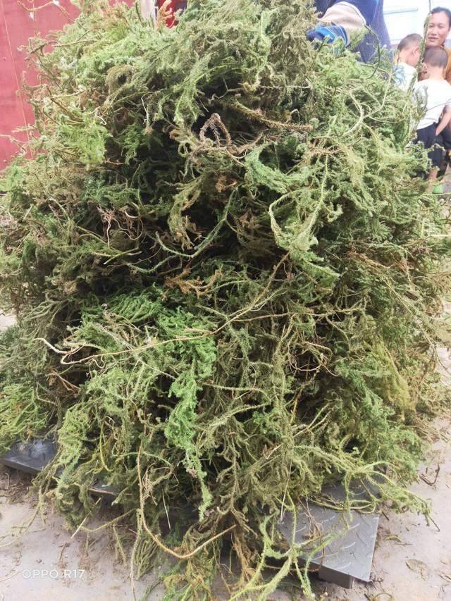 伸筋草的主要价值有哪些