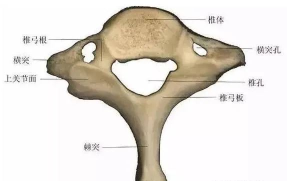 隆椎即第七颈椎.