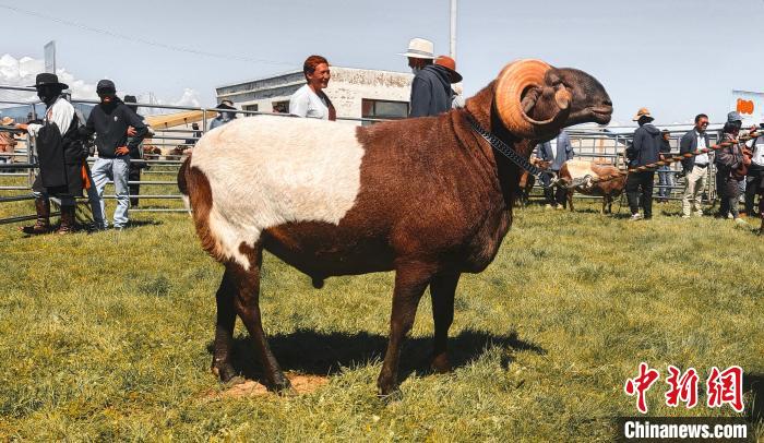 资料图为有角欧拉羊。青海省畜牧兽医科学院供图