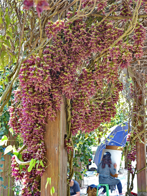 西双版纳热带植物园藤本园栽培的大果油麻藤