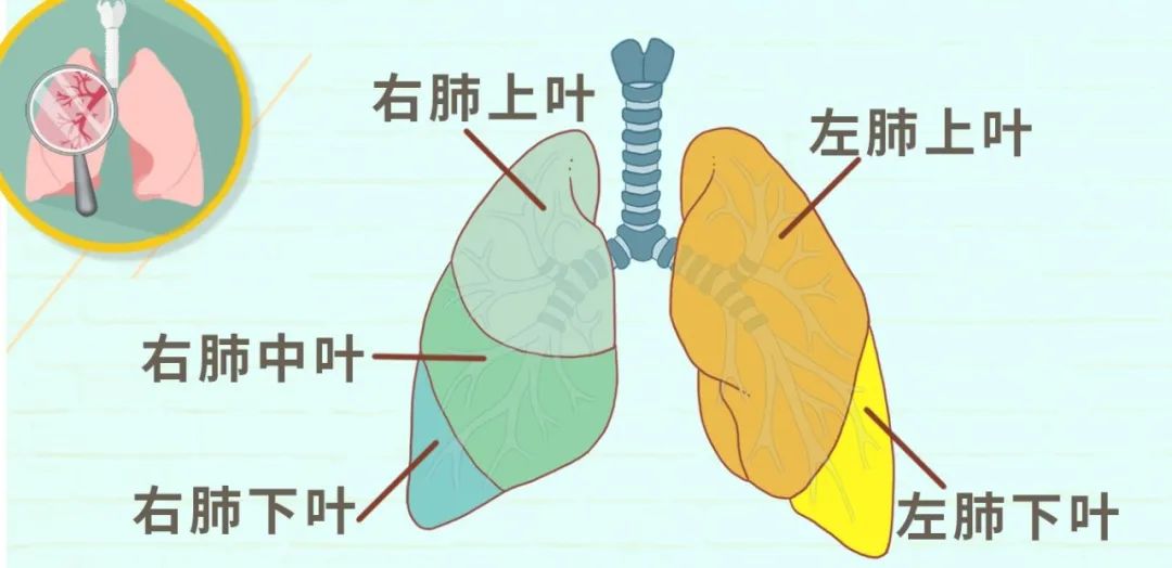 并且当我们切除一个肺叶以后,这个肺叶所在的空腔位置很快就会被别的