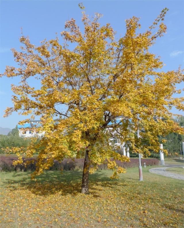 落叶阔叶林代表树种图片