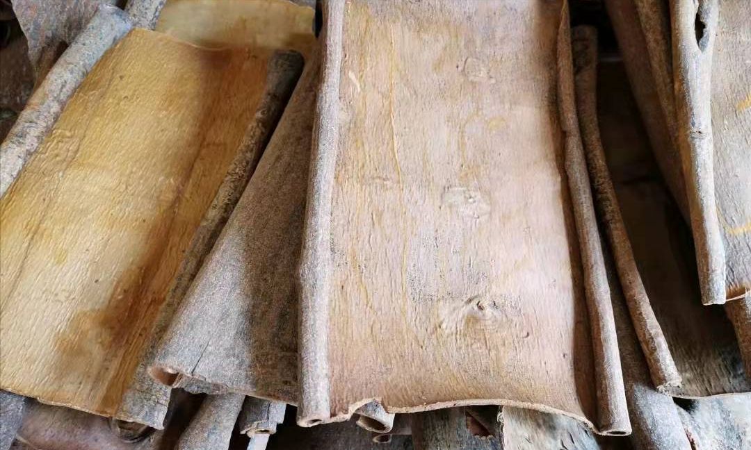 被人类剥皮而死的肉桂是奢侈可怜的树皮也是难拒绝的生意