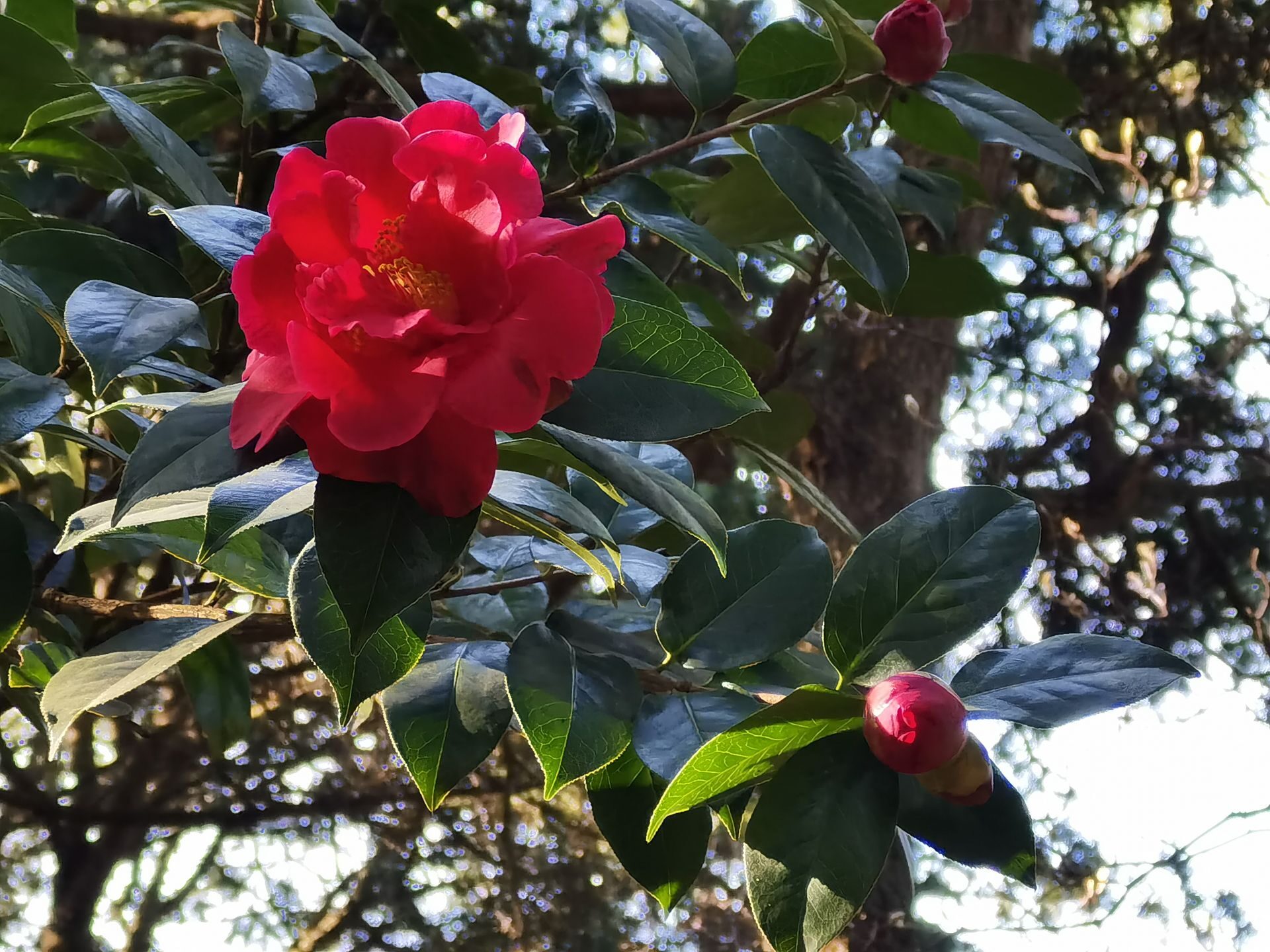 金殿山茶迎春绽放 展示昆明市花之美|茶花园|太和宫|金殿_新浪新闻