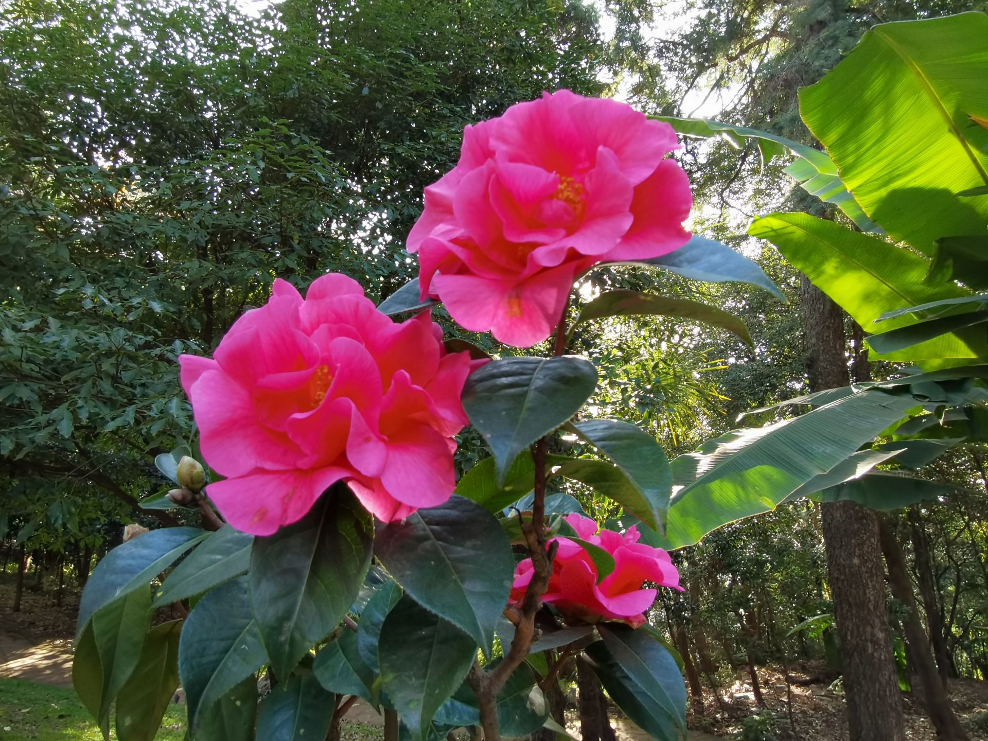 金殿山茶迎春绽放 展示昆明市花之美|茶花园|太和宫|金殿_新浪新闻