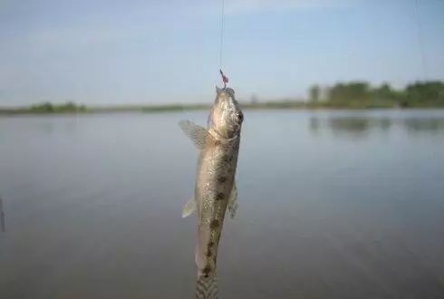 過去一年在松花江釣的魚,東北釣友認識幾種?|松花江|釣友|魚_新浪新聞