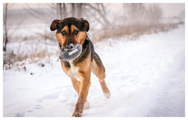 狗为什么不能养十年老狗真的会成精