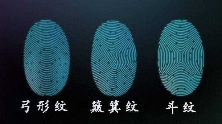 认知又被颠覆了指纹长在皮肤上新研究称指纹并非皮肤发育形成