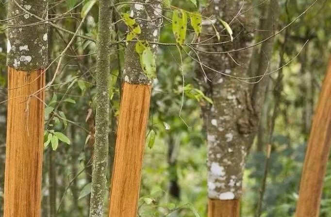 被人类剥皮而死的肉桂是奢侈可怜的树皮也是难拒绝的生意