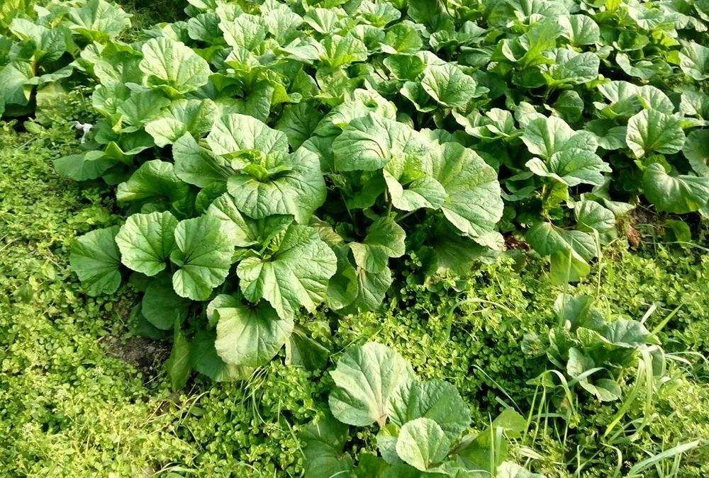 葵菜,农村这种野菜药用价值非常高,被称为百菜之王__财经头条