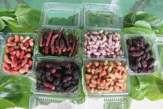 这里没有李子柒和张同学，我在农村创业，负债300万休闲区蓝鸢梦想 - Www.slyday.coM